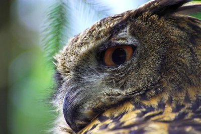 Eagle owl