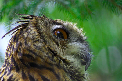 Eagle owl