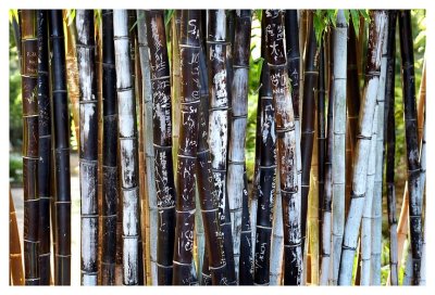 bamboo.jpg