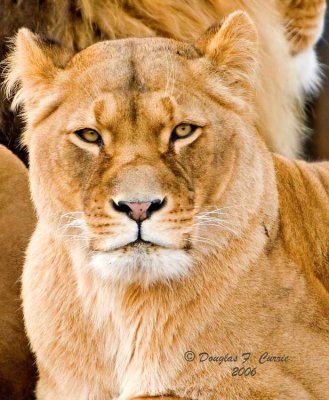 Lion
