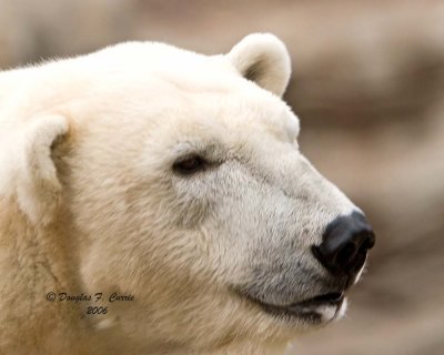 Polar Bear