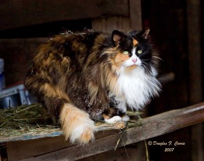 Barn Cat