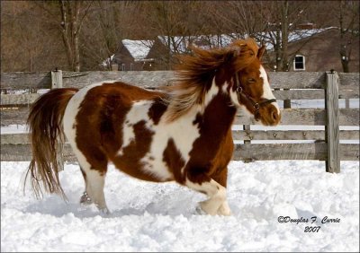 Playing in the Snow