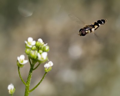 Hoverfly in Flight