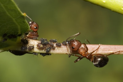 Ants farming Aphids