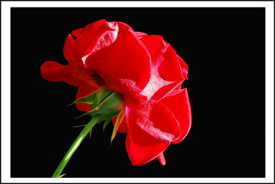 rose d'aujourd'hui pour la st valentin