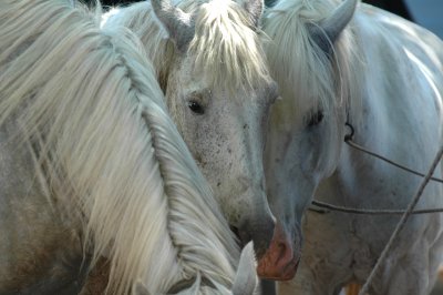 chevaux blancs