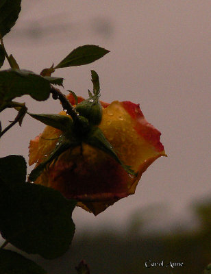 Flowers Rain 8.jpg