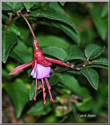 Fuchsias 3.jpg