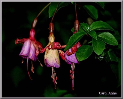 Fuchsias 6.jpg