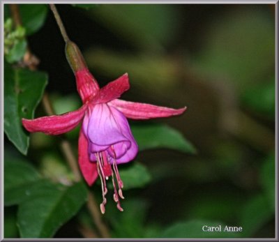 Fuchsias 8.jpg