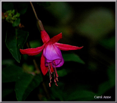 Fuchsias 9.jpg