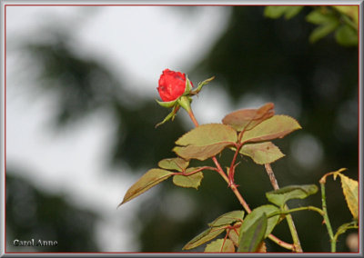 Roses & Fuchsias  in December S Oregon Coast