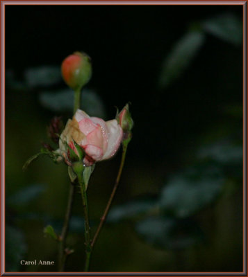 Rose December A1.jpg