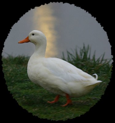 Duck glow.jpg