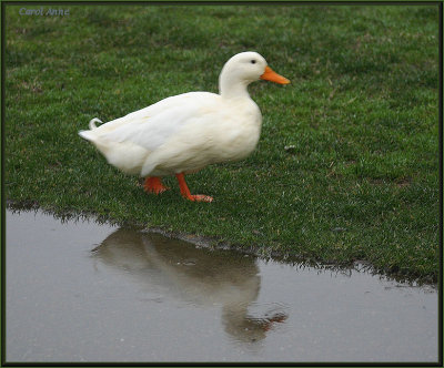 Duck Reflection.jpg