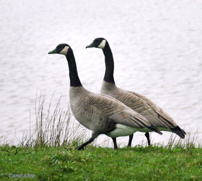 Two Geese.jpg