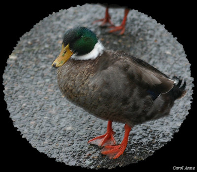 Duck Red Feet.jpg