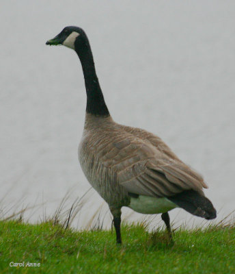 Goose Grass.jpg