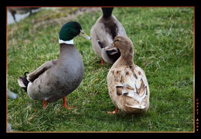 ducks elements rain.jpg