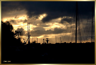 Gold Clouds Marina 3.jpg