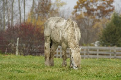 neighbors horses 001.jpg