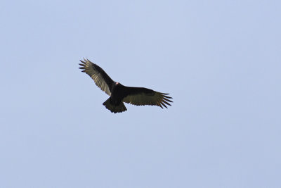turkey vulture 003.jpg
