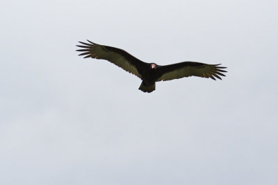 turkey vulture 004.jpg