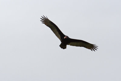 turkey vulture 005.jpg