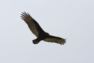 turkey vulture 006.jpg
