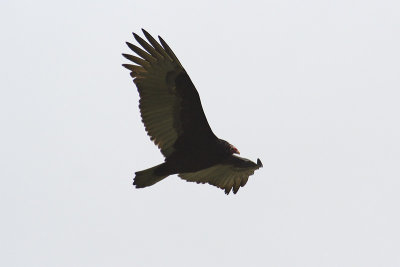 turkey vulture 007.jpg