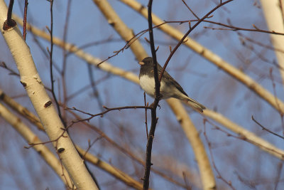 dark-eyed junco 076.jpg