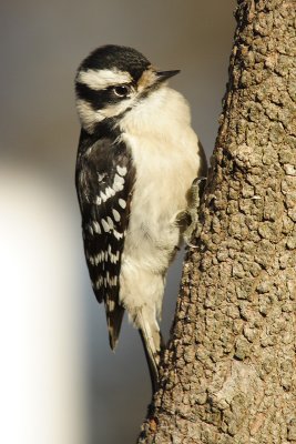 downy woodpecker 105.jpg
