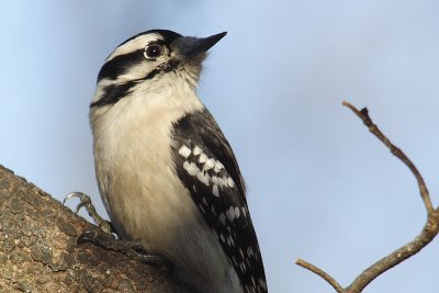 downy woodpecker 106.jpg