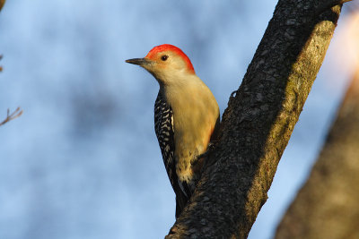 red-bellied woodpecker 053.jpg