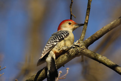 red-bellied woodpecker 054.jpg