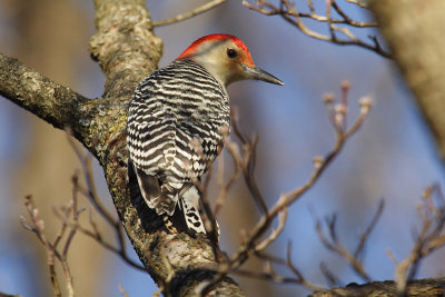 red-bellied woodpecker 055.jpg