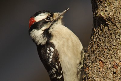 downy woodpecker 107.jpg