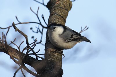 white-breasted nuthatch 081.jpg