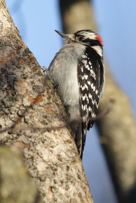 downy woodpecker 109.jpg