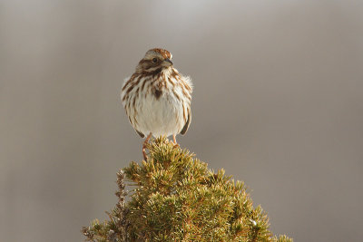 song sparrow 002.jpg