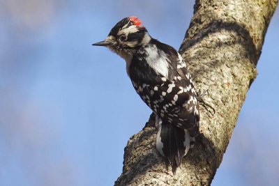 downy woodpecker 113.jpg