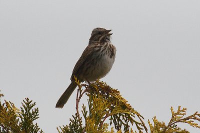 song sparrow 003.jpg