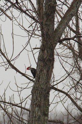 pileated woodpecker 001.jpg