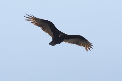 turkey vulture 2007-04-29 001.jpg