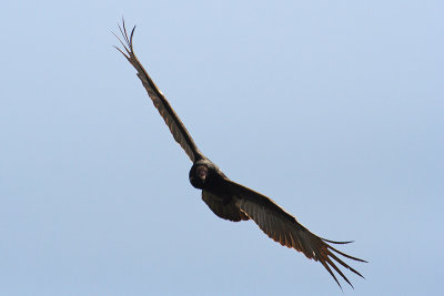 turkey vulture 2007-04-29 004.jpg