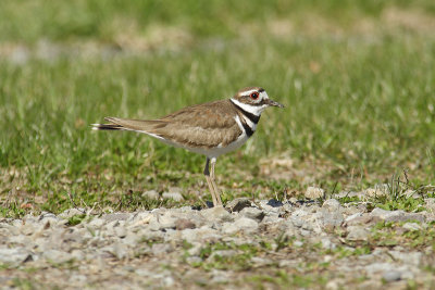 killdeer 002.jpg