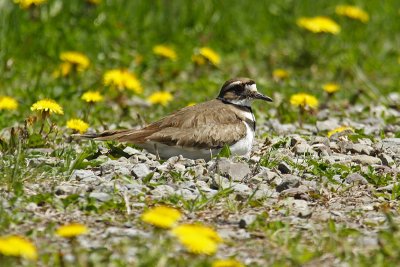 killdeer 003.jpg