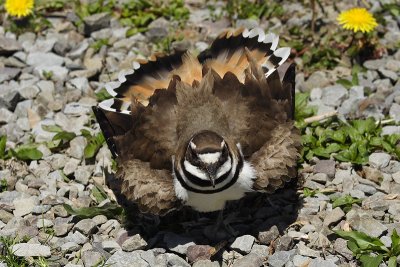killdeer 004.jpg