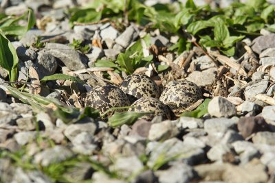 killdeer 005.jpg